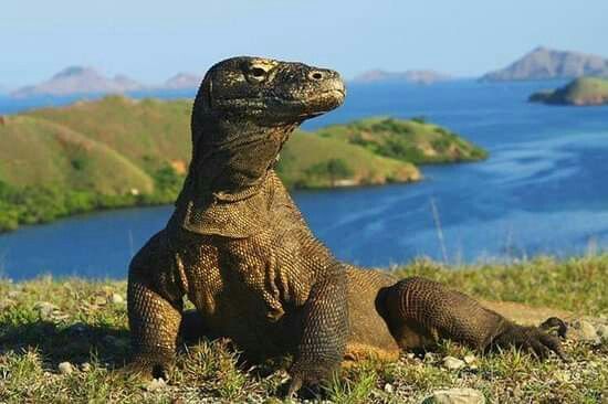 Pink Beach Labuan Bajo